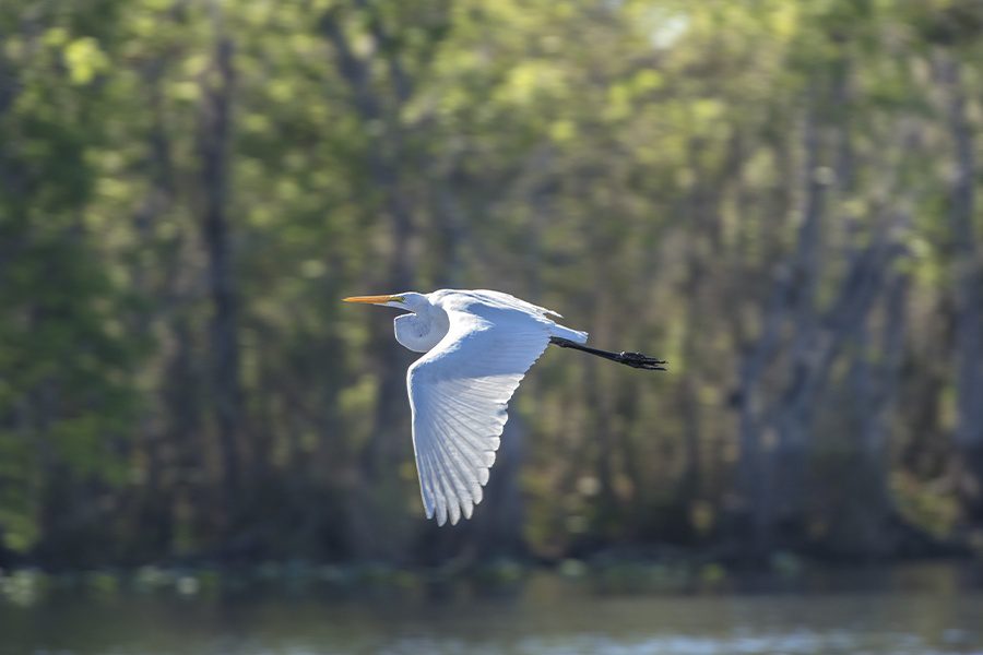 Florida - Egret Flying Near St. Johns River and Blue Spring State Park